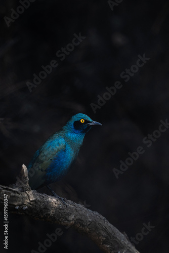 Vibrant Blue Starling Bird with Bright Yellow Eye on Dark Background