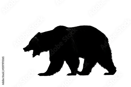 Silhouette of a bear at night