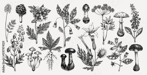 Poisonous plants and mushrooms hand drawn vector illustration. Witch herbs, deadly fungi sketches . NOT AI generated