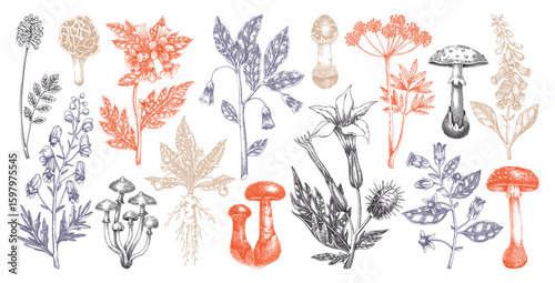 Poisonous plants and mushrooms hand drawn vector illustration. Witch herbs, deadly fungi sketches . NOT AI generated