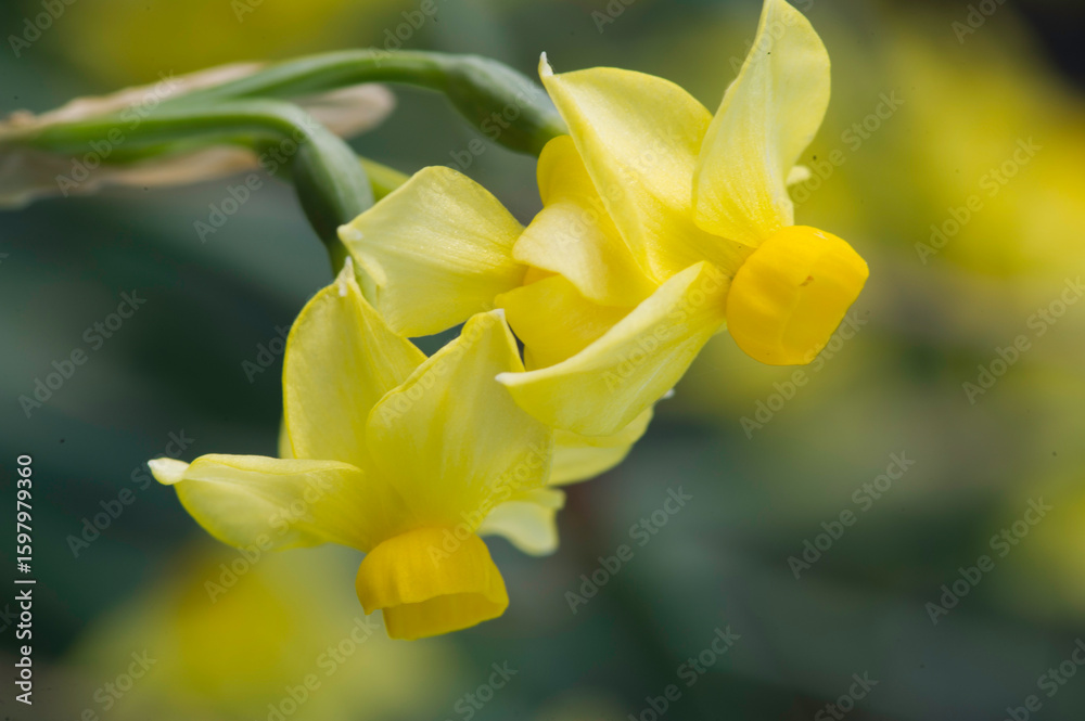 Obraz premium yellow daffodils in spring, yellow flowers in bloom, white and yellow colors of the Narcisus Tazetta flower. Sardinia, Italy