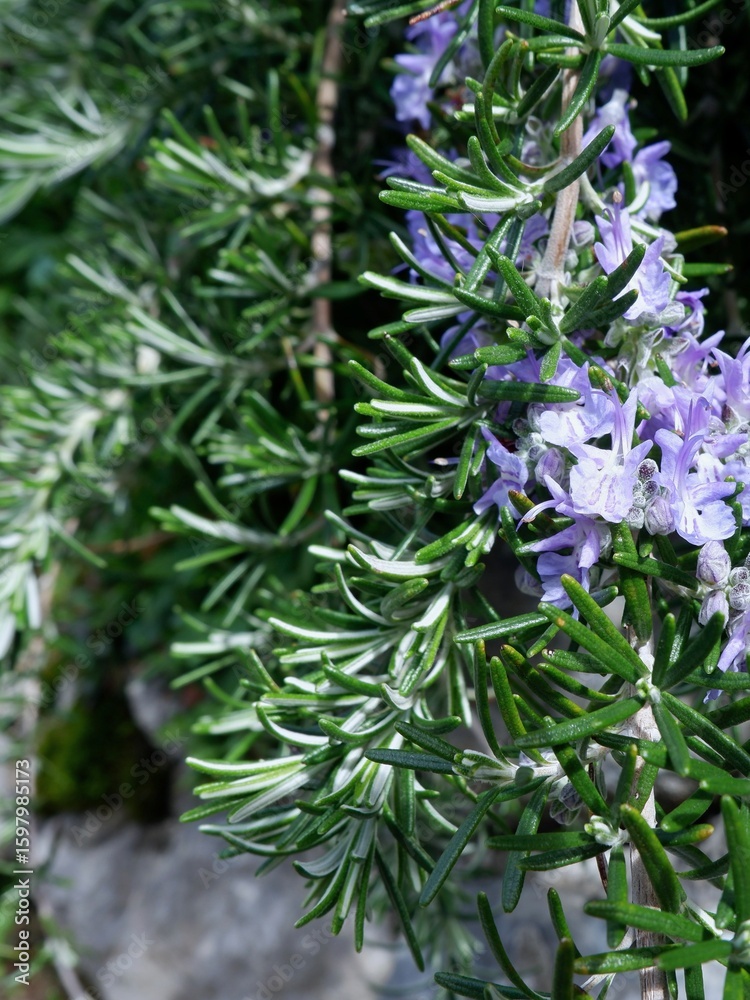 In a vibrant garden, delicate purple flowers bloom on a rosemary plant In a vibrant garden, delicate purple flowers bloom on a rosemary plant