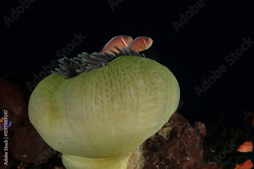 Couple of Pink Anemonefish (Amphiprion perideraion)/ Halsband Anemonenfisch. photo was taken during diving in West Papua/Raja Ampat