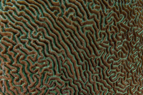 Hard coral on closer inspection. Miracles of underwater world