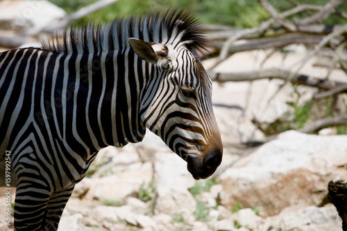 Zoo mammals