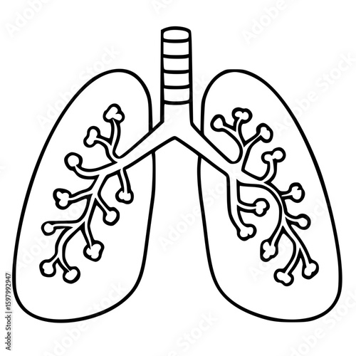 Detailed lungs diagram with bronchial tree and trachea in line illustration