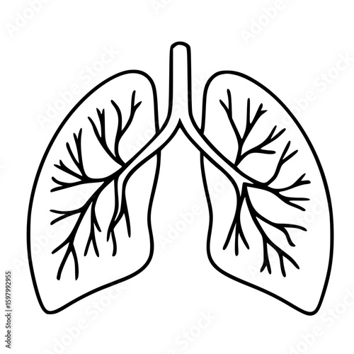 Minimalist vector drawing of human lungs with veins and trachea in outline