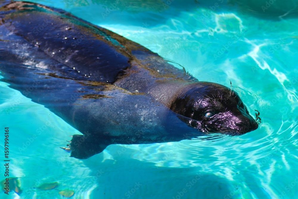 Obraz premium Bermuda