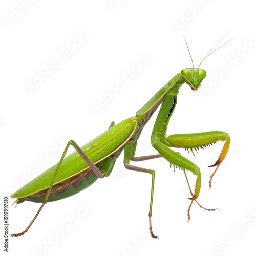 Green praying mantis insect detailed macro shot isolated on transparent background