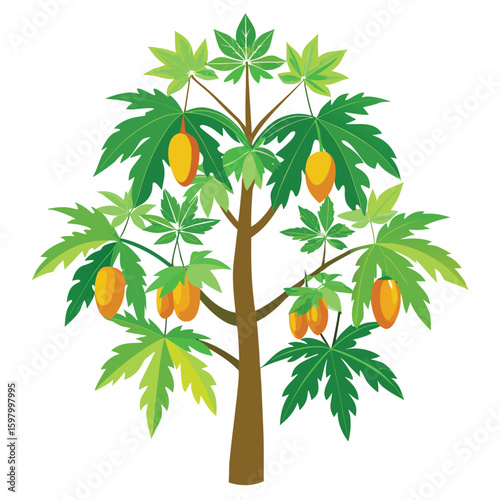 orange tree isolated on white