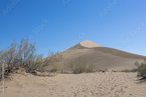 A tall sand dune with sparse vegetation under a clear blue sky in Kazakhstan’s Singing Barkhan desert