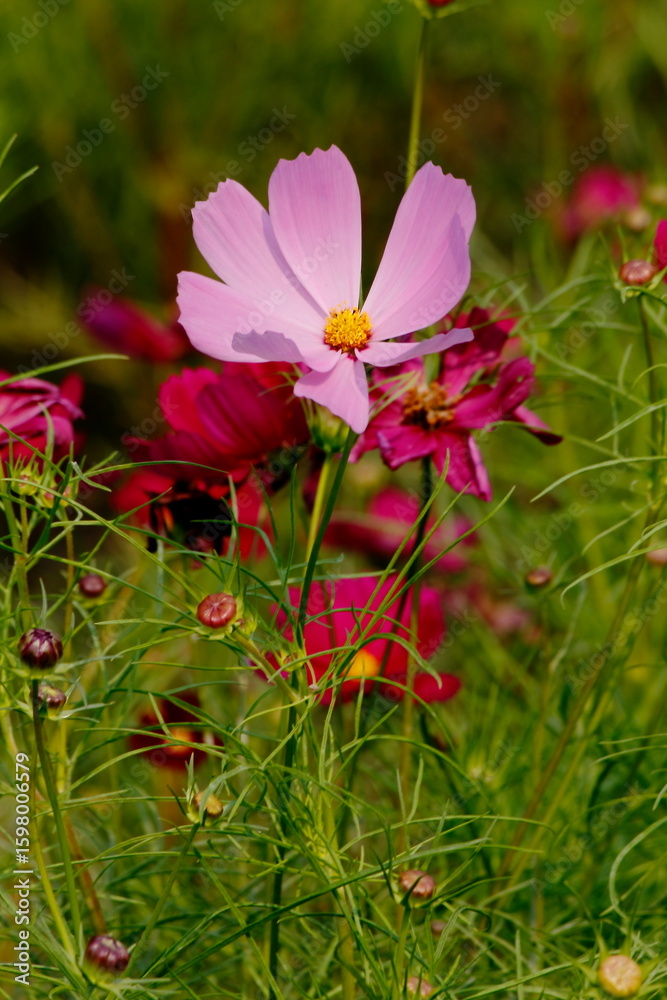 Fototapeta premium pink and white flowers