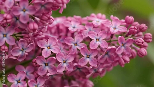 Close-Up Dolly Shot of Pink Lilac Flower — Soft Floral Detail in Natural Light