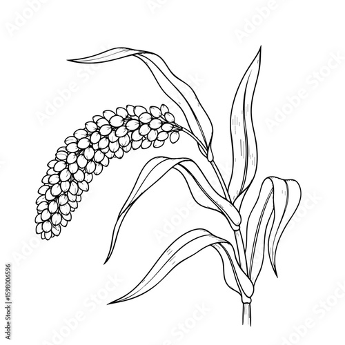Single Millets Stem Isolated on Transparent PNG Background – Hand Drawn Illustration