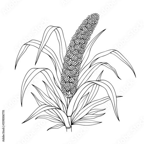 1 Millets Stem Surrounded by Leaves Isolated on Transparent PNG Background – Hand Drawn Illustration