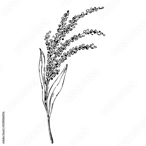 Millets Stems with Leaves Isolated on Transparent PNG Background – Hand Drawn Illustration