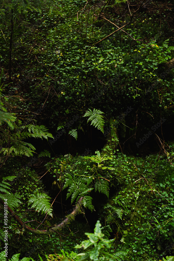 Fototapeta premium Lush greenery with vibrant ferns in a dense forest during a tranquil overcast day. Carpathian Mountains, Ukraine
