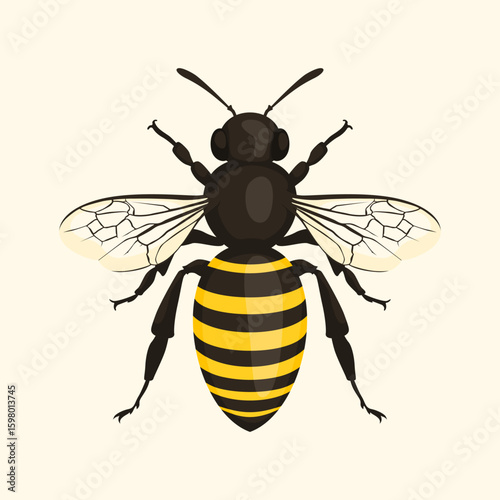 vector bee illustration realistic hand drawn