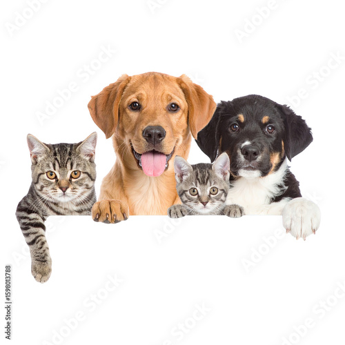 Group of adorable cats and dogs peeking over an edge isolated on transparent background