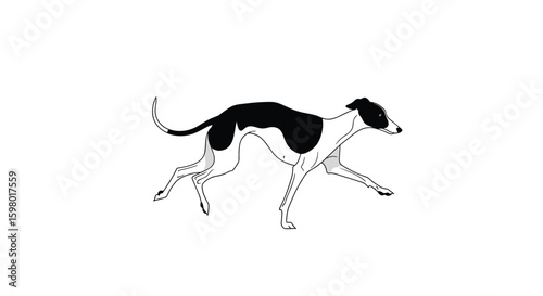 Elegant greyhound in motion with black and white markings captured in a stylized illustration