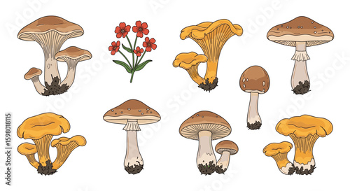Collection of various forest fungi and delicate wildflowers for autumnal nature illustrations