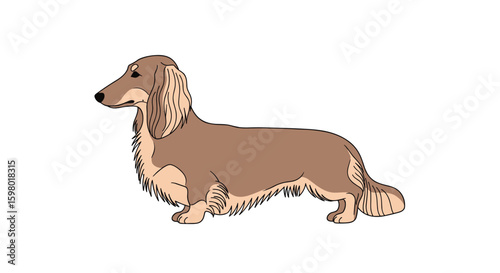 Charming long haired dachshund dog illustration with brown fur and a playful disposition
