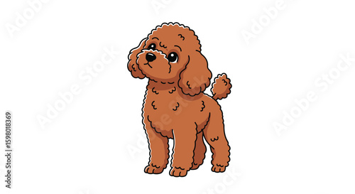 Adorable cute fluffy little brown toy poodle dog standing proudly showing its curly fur texture and sweet expression