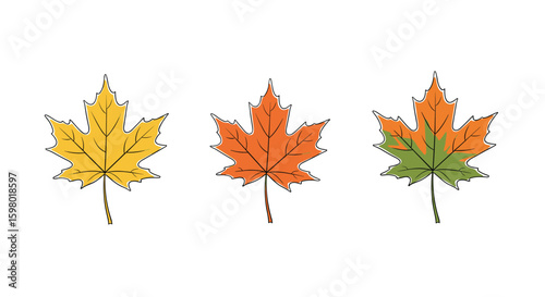 Autumn maple leaves in yellow orange and green colors representing the change of season