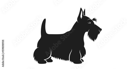 Charming black scottish terrier silhouette standing proudly with alert ears and bushy beard