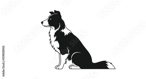 An intelligent working dog breed known for its exceptional herding abilities a smart companion animal that thrives on activity and mental stimulation