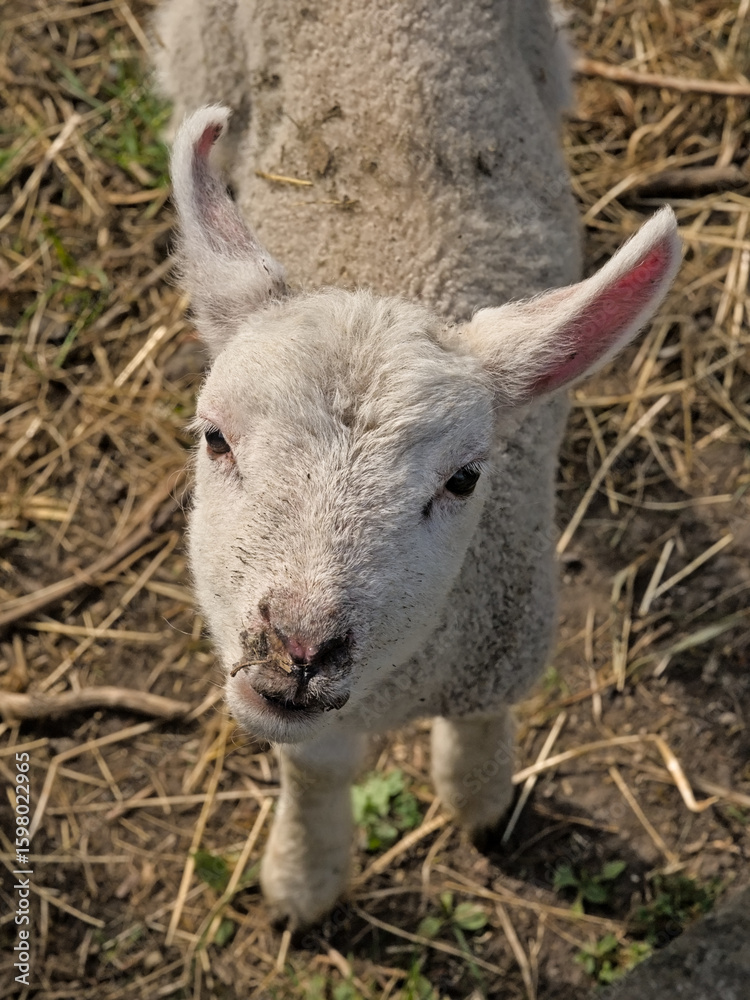 Obraz premium Portrait of a cute white lamb in the sun,view from above 