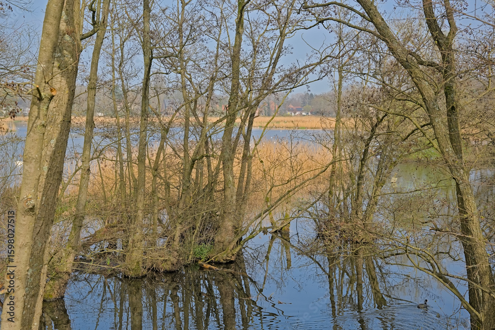 Obraz premium Molsbroek lake with bare trees and golden reed on a sunny day with clear blue sky. Lokeren, Flanders, Belgium 