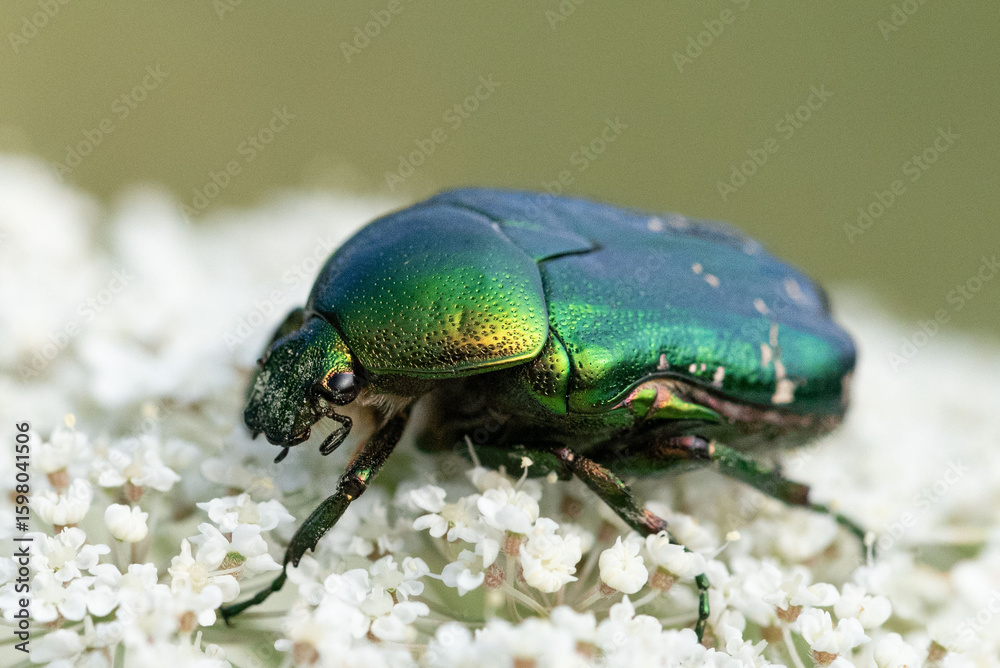 Fototapeta premium Macro of a Cetonia aurata beetle nestled in the center of a wild carrot flower. Brilliant green shell and fine details in focus.