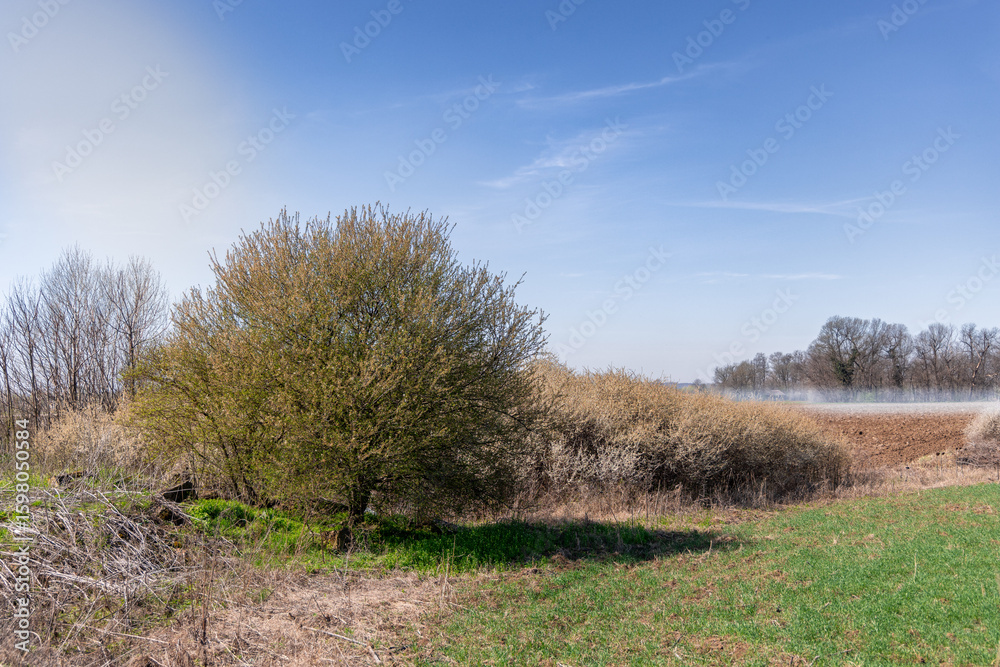 Obraz premium A rural spring landscape showing a bushy tree and field with emerging green grass under a clear sky.