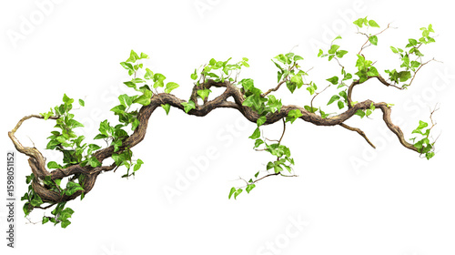 Fototapeta Naklejka Na Ścianę i Meble -  Twisted Wild Liana Jungle Vine Isolated on White Background