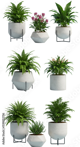 3D Render Set of Potted Houseplants Isolated