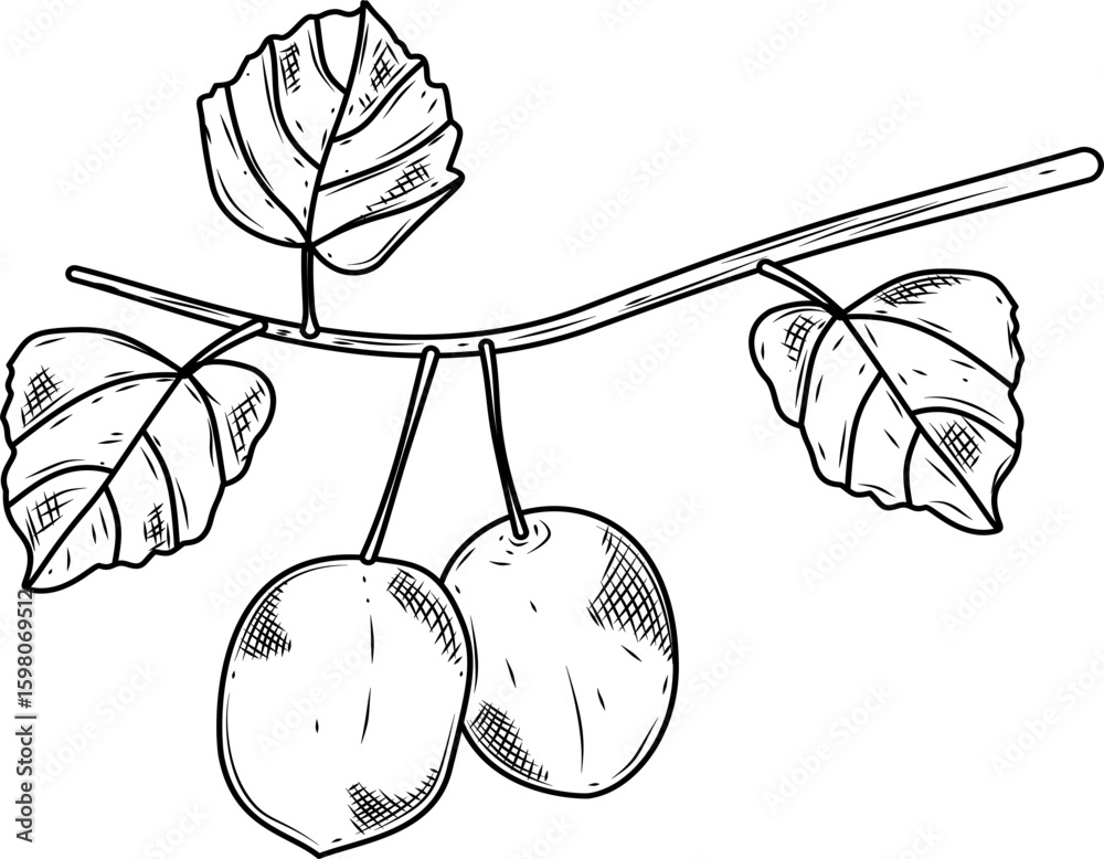 Obraz premium Kiwi with Leaves Hand Drawn Ink Sketch Vector