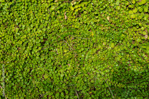 Green Small Leaf Ground Cover Texture