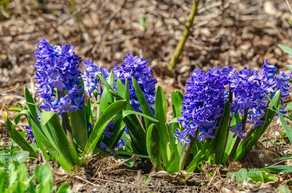 Obraz premium Hyacinths bloom in spring. Close-up of blooming hyacinths of blue color against blurred background.
