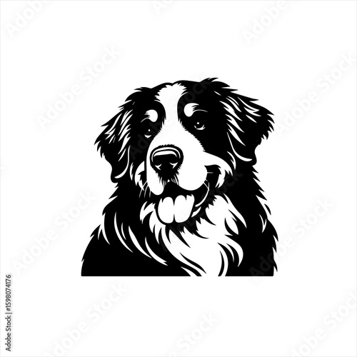 Bernese mountain dog portrait black and white