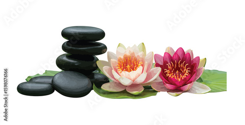 Spa black stones with pink and white lotus flowers on green leaves for relaxation and wellness