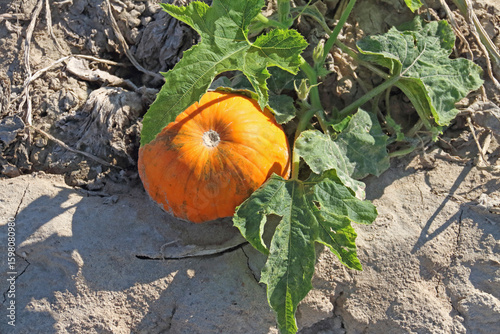 bright pumpkin fruit in the field in autumn in the sunlight