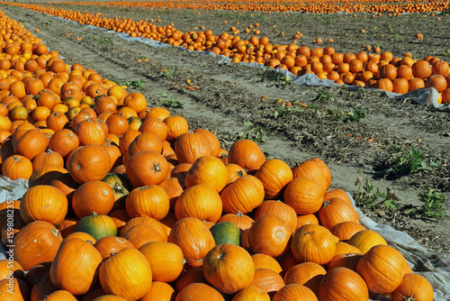 bright pumpkin fruit in the field in autumn in the sunlight