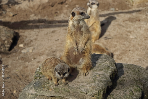 Meerkat in the midday sun with young animal sitting on a stone