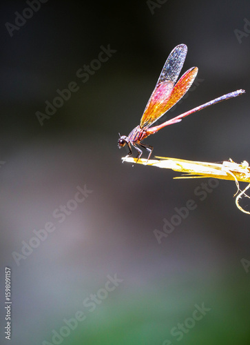 beautiful dragonfly resting on tree trunk