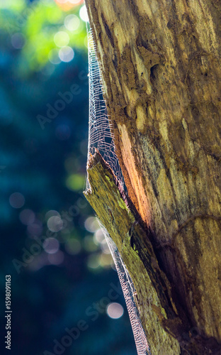 Beautiful spider web on tree trunk