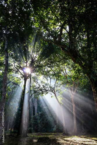 Morning sunrays in the woods