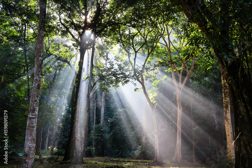 Morning sunrays in the woods