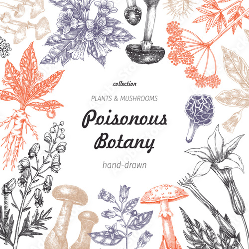 Poisonous plants frame design. Toxic mushrooms hand drawn vector illustration. Witch herbs, deadly fungi sketches. Vintage botanical card template. NOT AI generated