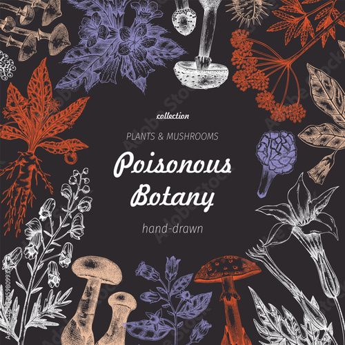 Poisonous plants frame design. Toxic mushrooms hand drawn vector illustration. Witch herbs, deadly fungi sketches. Vintage botanical card template. NOT AI generated